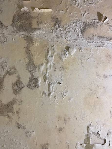 Best Mold Remediation for Schools in , WY